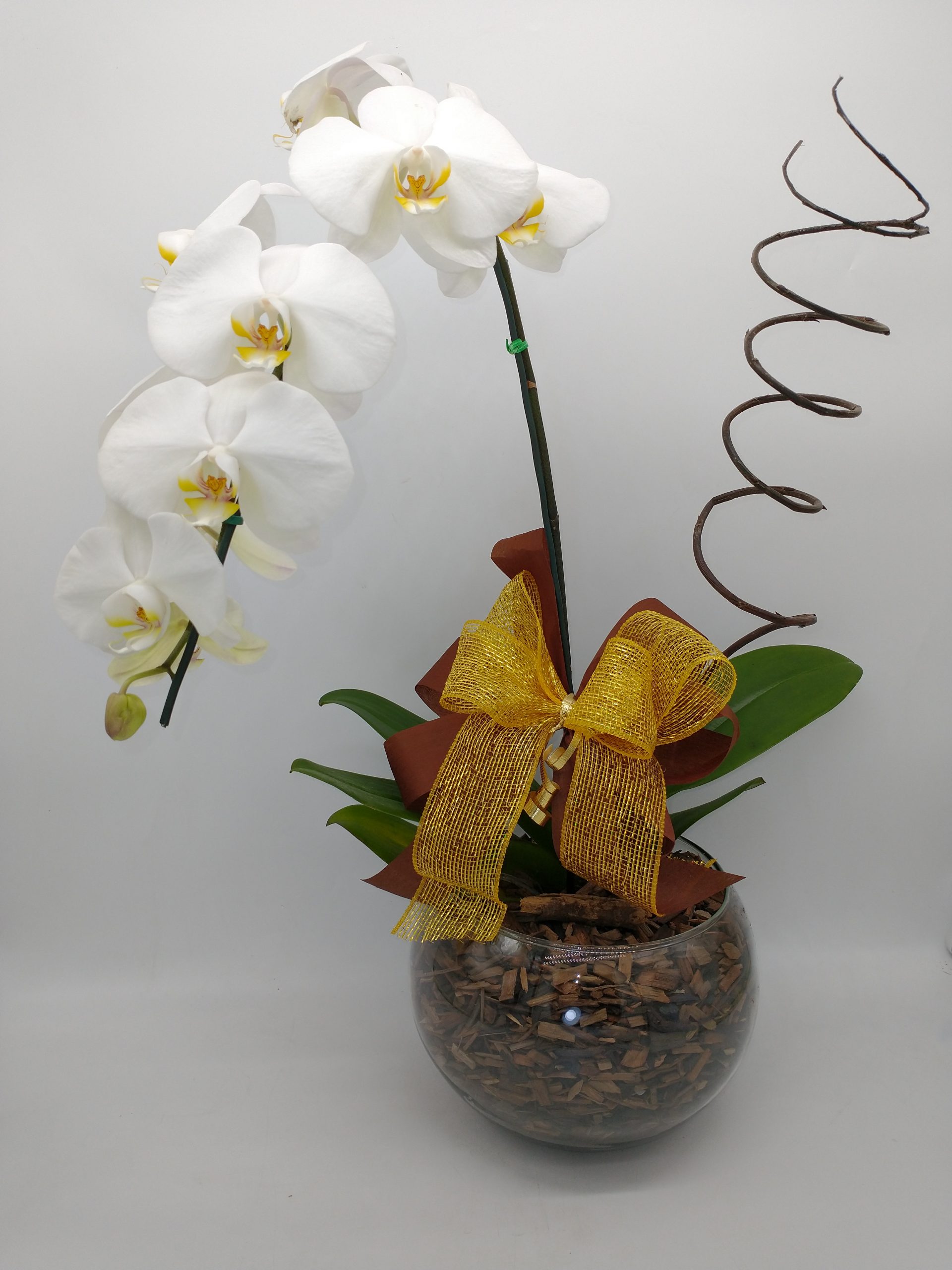 Orquídea branca cascata – Center Flores